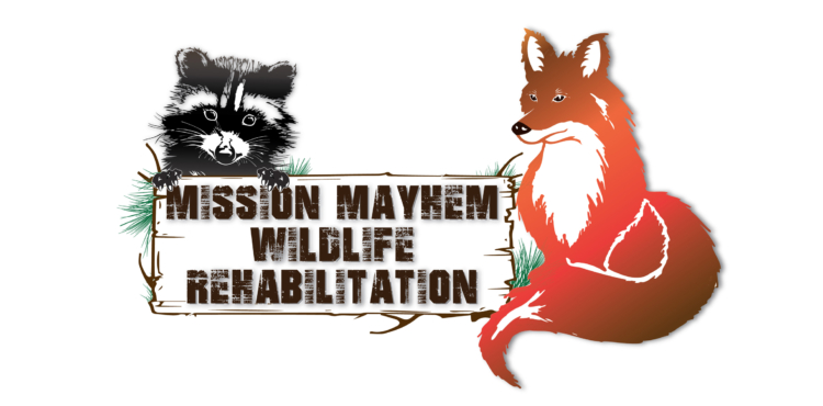 Mission Mayhem: Wildlife Rehabilitation