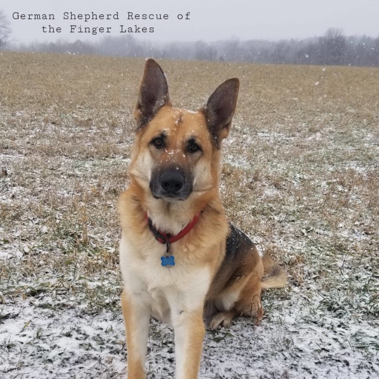 German Shepherd Rescue of the Finger Lakes CNY Tuesdays