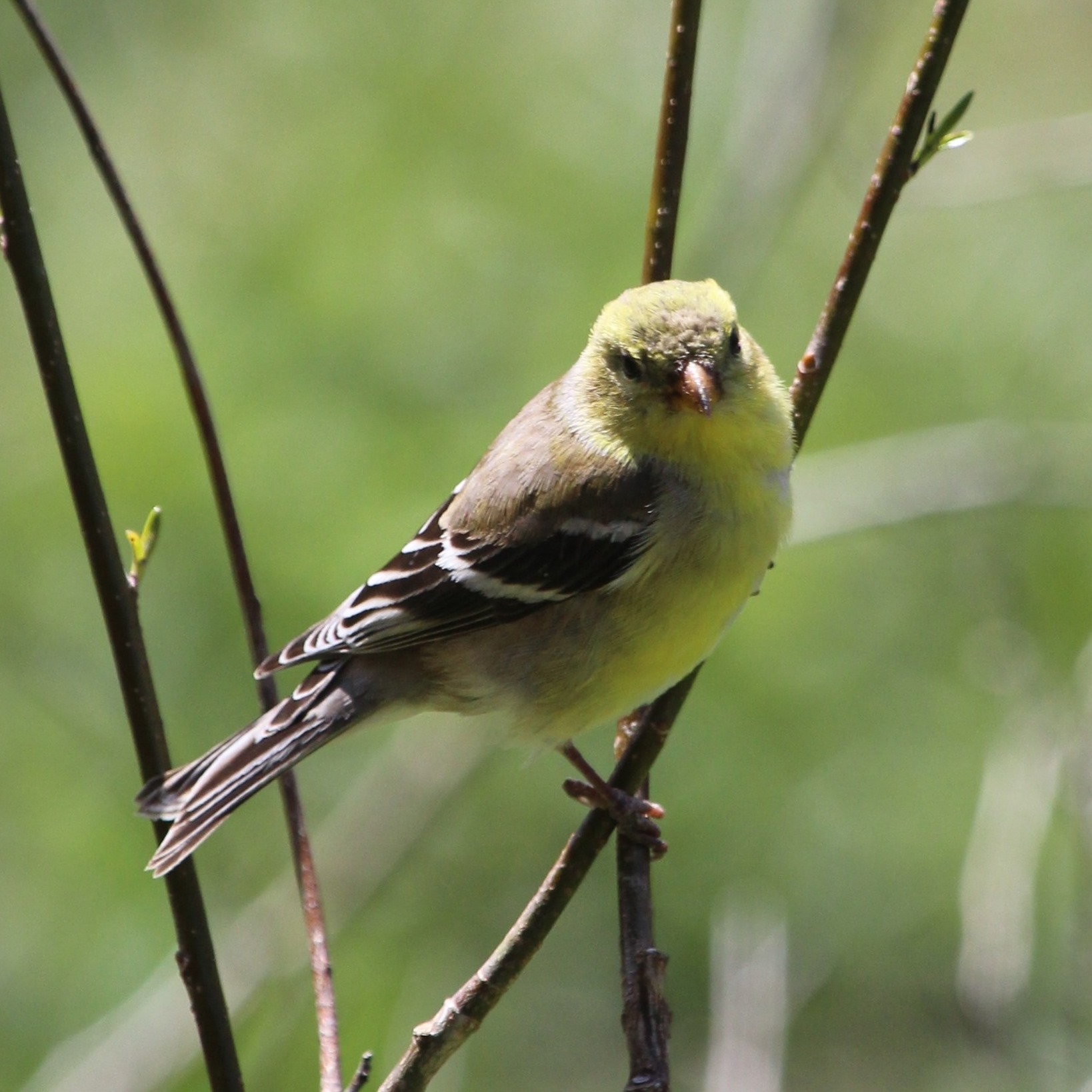 Read more about the article Lime Hollow Nature Center