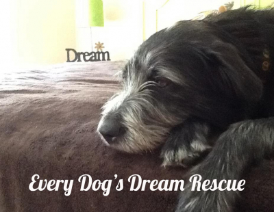 Every Dogs Dream 2